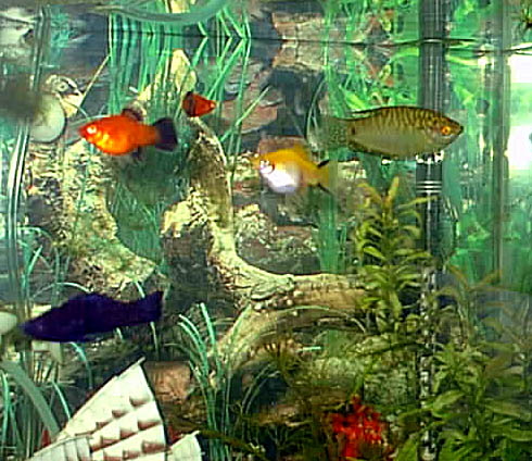 fish_m&d.JPG (75907 bytes)