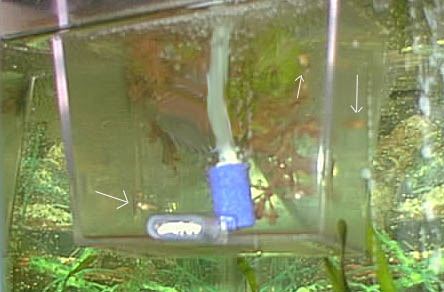 fishbabys.JPG (30896 bytes)